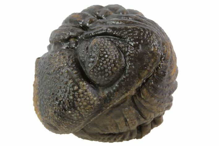 Bumpy Enrolled Morocops (Phacops) Trilobite #86439